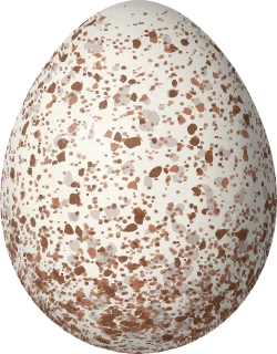 Illustration of a Carolina Wren (Thryothorus ludovicianus) egg, 19.1 × 14.9 mm