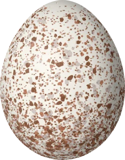 Carolina Wren egg, 19.1 × 14.9 mm