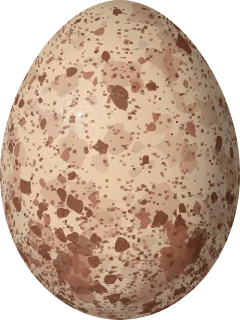 Illustration of a Carunculated Caracara (Daptrius carunculatus) egg, 53.5 × 40.2 mm