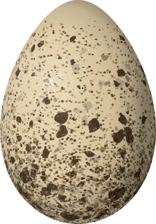 Illustration of a Caspian Tern (Hydroprogne caspia) egg, 64.5 × 45 mm