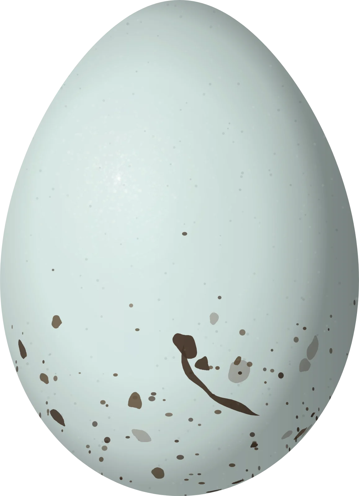 Illustration of a Cassia Crossbill (Loxia sinesciuris) egg, 20.6 × 14.9 mm