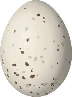 Cassin's Kingbird egg, 23.5 × 17.4 mm