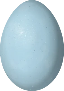 Illustration of a Cattle Egret (Ardea ibis) egg, 45.56 × 32.22 mm