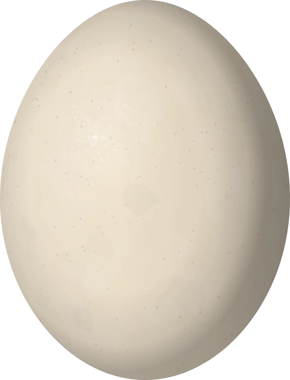 Illustration of a Cayenne Nightjar (Setopagis maculosa) egg, 25.8 × 19.7 mm