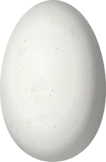 Illustration of a Charming Hummingbird (Polyerata decora) egg, 13.5 × 8.9 mm