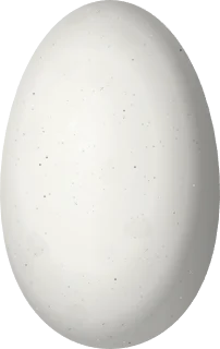 Illustration of a Chestnut-bellied Hummingbird (Saucerottia castaneiventris) egg, 14.4 × 9.1 mm