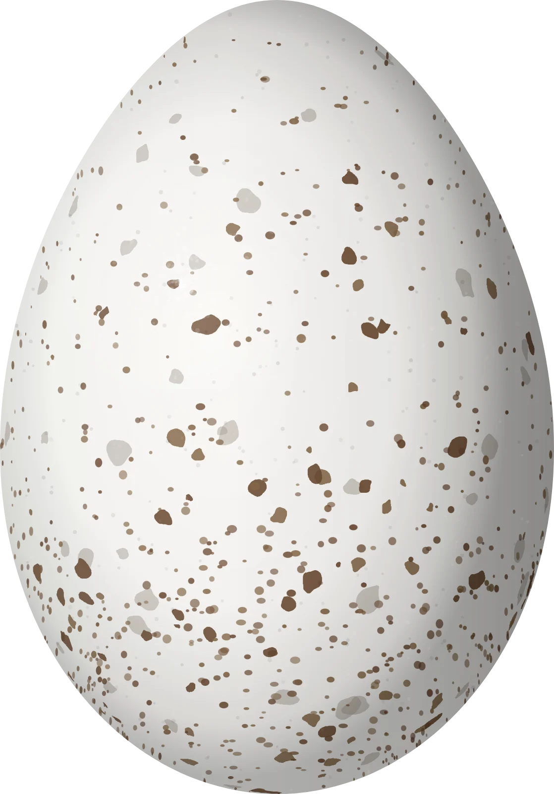 Illustration of a Chestnut-collared Swallow (Petrochelidon rufocollaris) egg, 19.9 × 13.9 mm