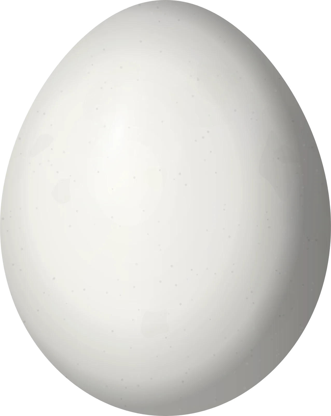 Illustration of a Chestnut Piculet (Picumnus cinnamomeus) egg, 15.3 × 12.2 mm