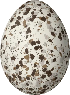Chestnut-sided Warbler egg, 16.7 × 12.4 mm
