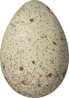 Illustration of a Chilean Skua (Stercorarius chilensis) egg, 73.7 × 52.1 mm