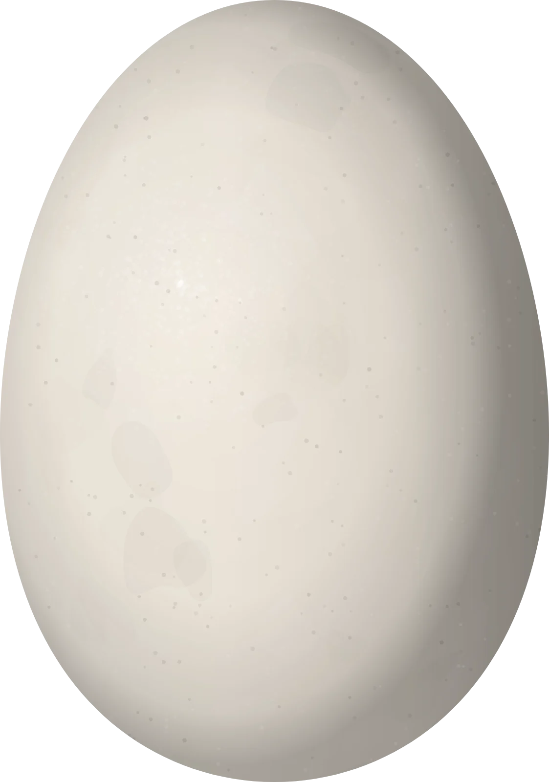 Illustration of a Chiloe Wigeon (Mareca sibilatrix) egg, 58.4 × 41 mm