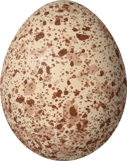 Illustration of a Chimango Caracara (Daptrius chimango) egg, 43.36 × 34.14 mm