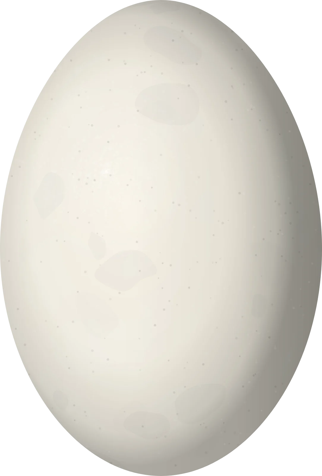 Illustration of a Choco Poorwill (Nyctiphrynus rosenbergi) egg, 27.6 × 18.7 mm