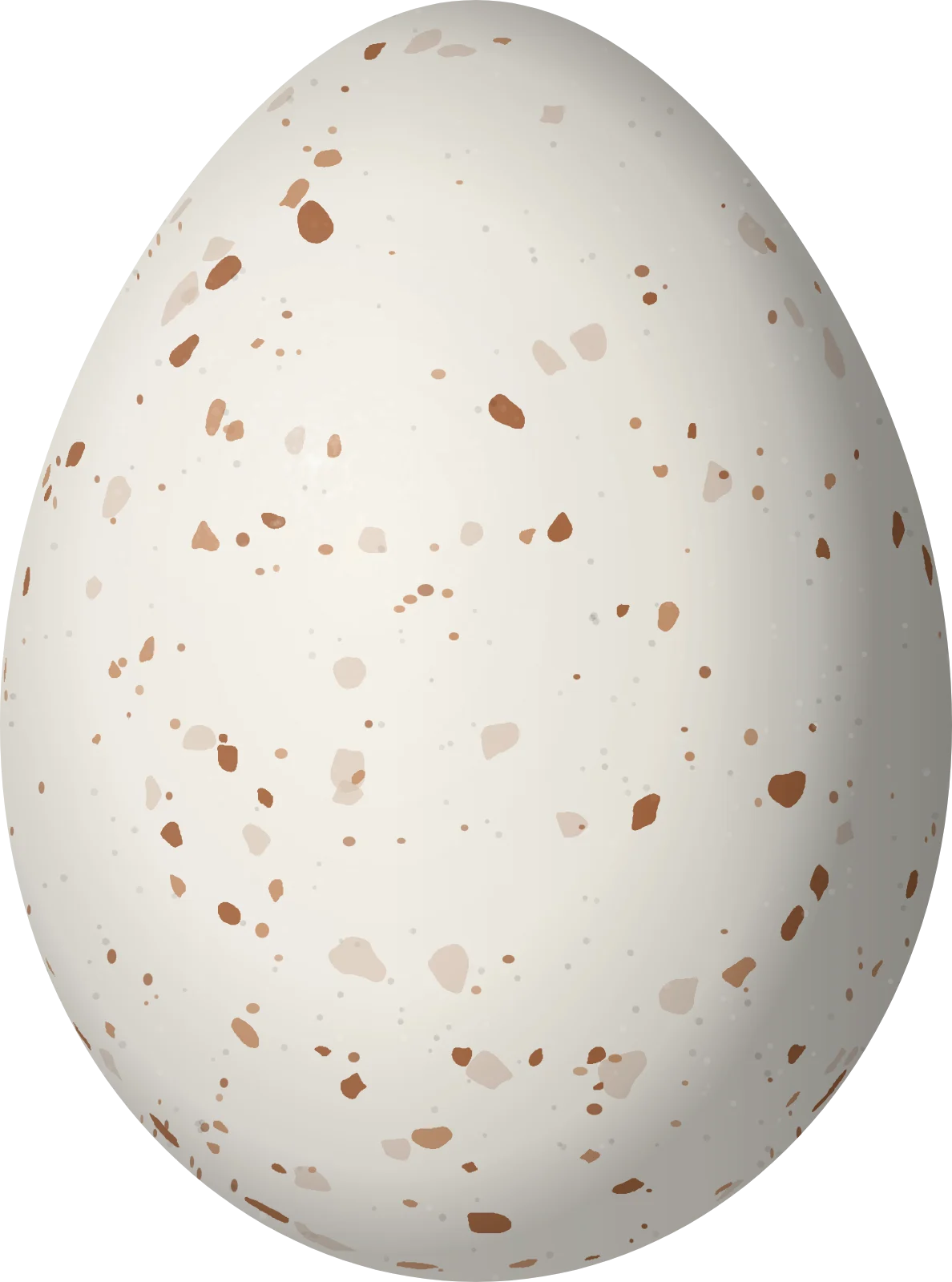Illustration of a Choco Tyrannulet (Zimmerius albigularis) egg, 16.3 × 12.1 mm