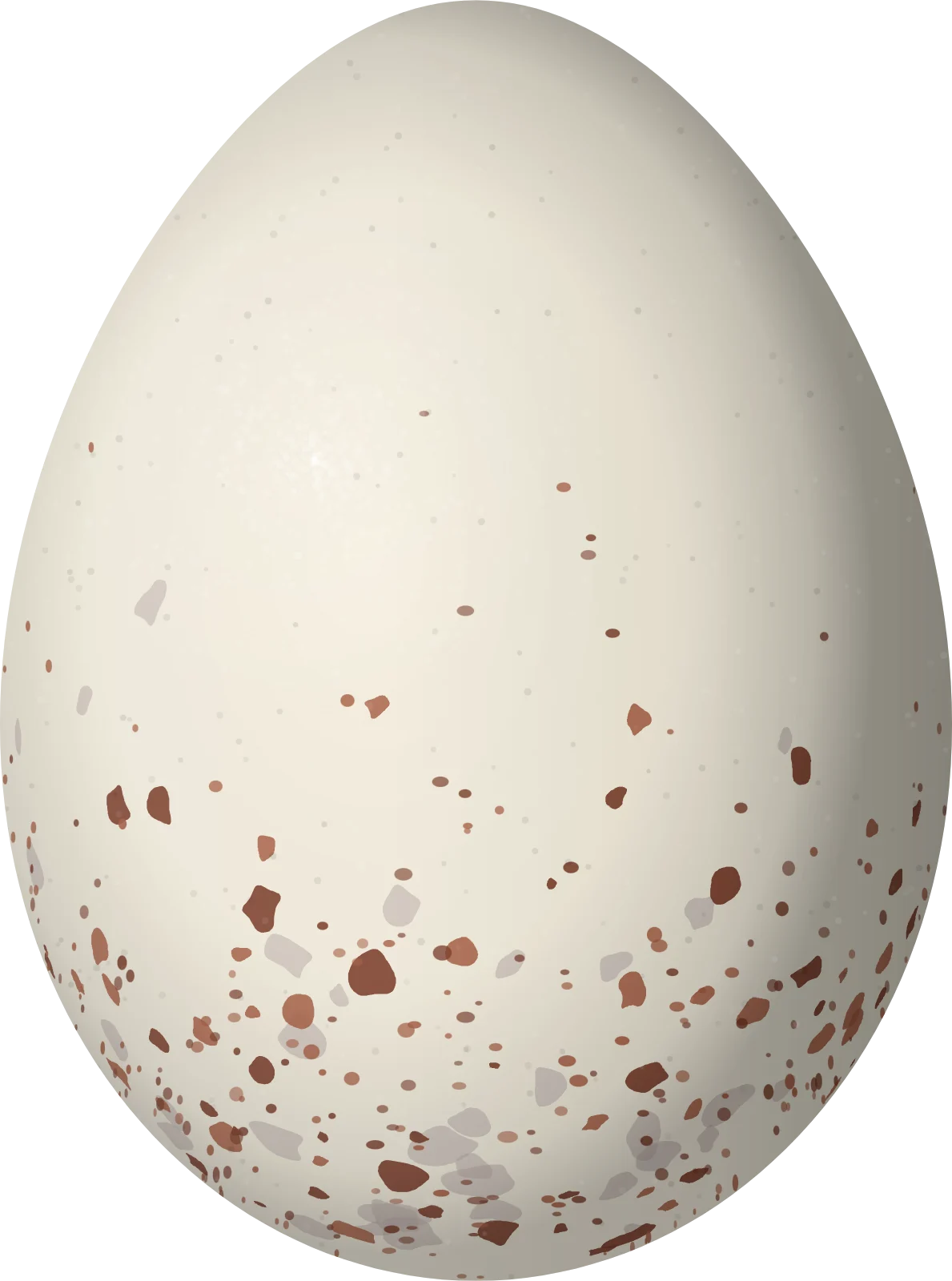 Illustration of a Cinereous Ground Tyrant (Muscisaxicola cinereus) egg, 23.35 × 17.35 mm