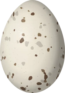 Clapper Rail egg, 42.5 × 30 mm