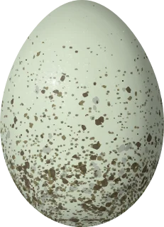 Clark's Nutcracker egg, 32.4 × 23.4 mm