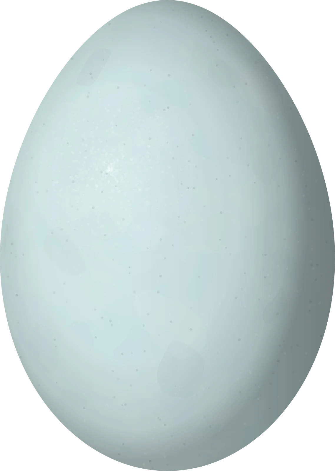 Illustration of a Cocoi Heron (Ardea cocoi) egg, 65.4 × 46.5 mm