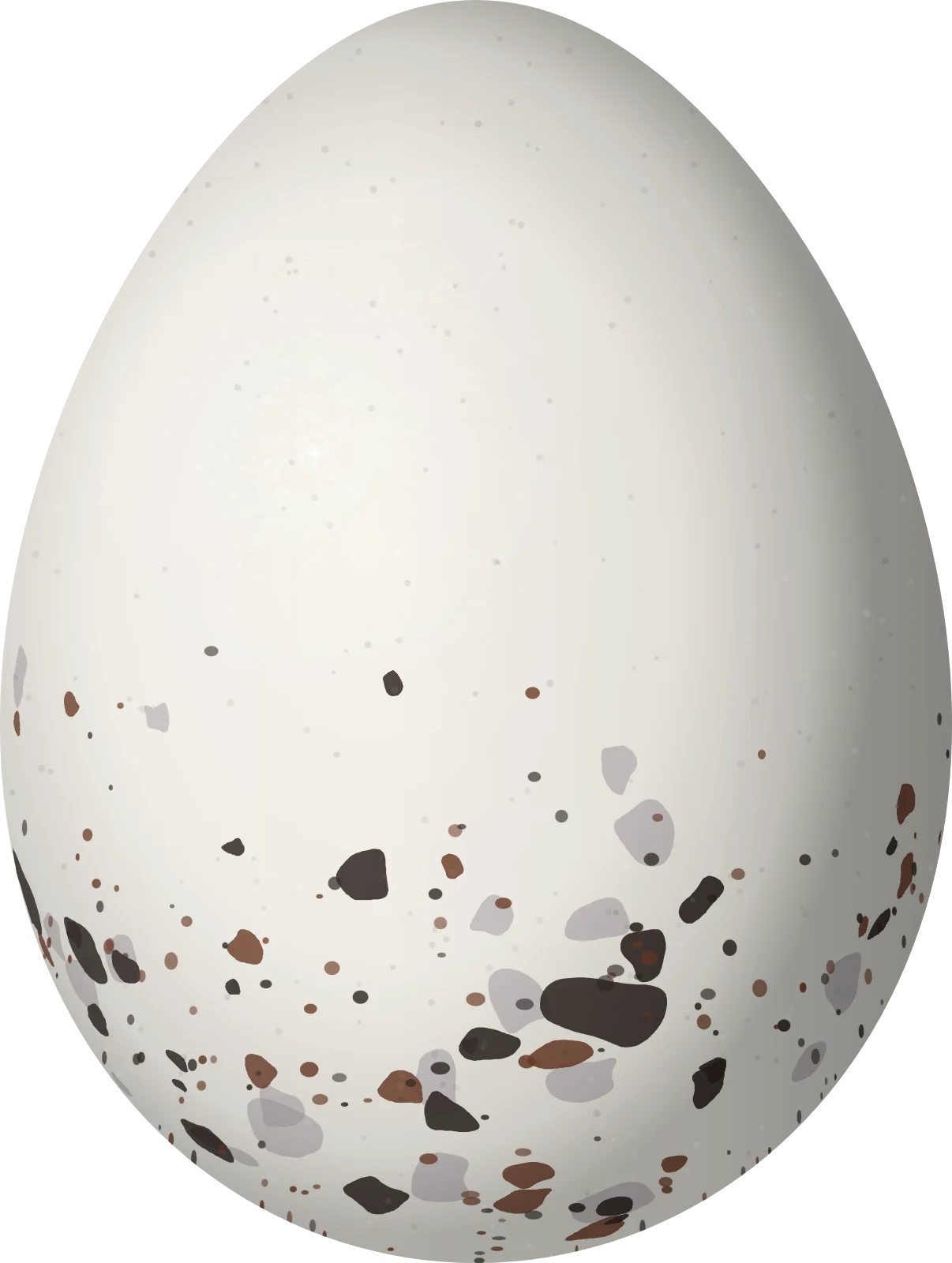 Illustration of a Collared Crescentchest (Melanopareia torquata) egg, 21.5 × 16.2 mm