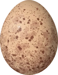 Illustration of a Collared Forest Falcon (Micrastur semitorquatus) egg, 56.4 × 43.6 mm