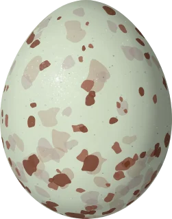 Common Black Hawk egg, 57.3 × 44.9 mm