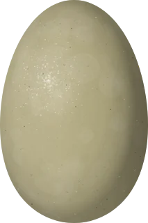 Common Eider egg, 76 × 50.7 mm
