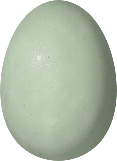 Common Goldeneye egg, 59.7 × 43.4 mm