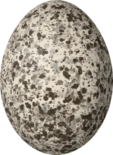 Common Nighthawk egg, 29.97 × 21.84 mm