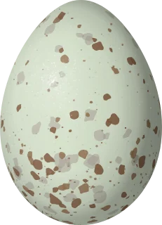 Illustration of a Common Redpoll (Acanthis flammea) egg, 16.9 × 12.2 mm