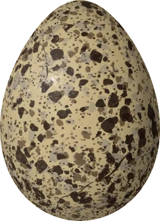 Illustration of a Common Tern (Sterna hirundo) egg, 41.5 × 30 mm