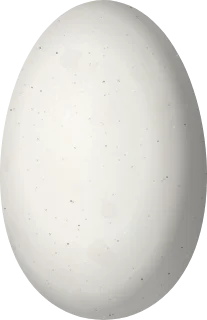 Illustration of a Copper-rumped Hummingbird (Saucerottia tobaci) egg, 14.5 × 9.4 mm
