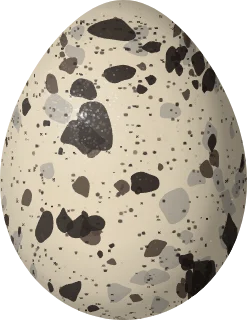Coturnix Quail egg, 35 × 27 mm