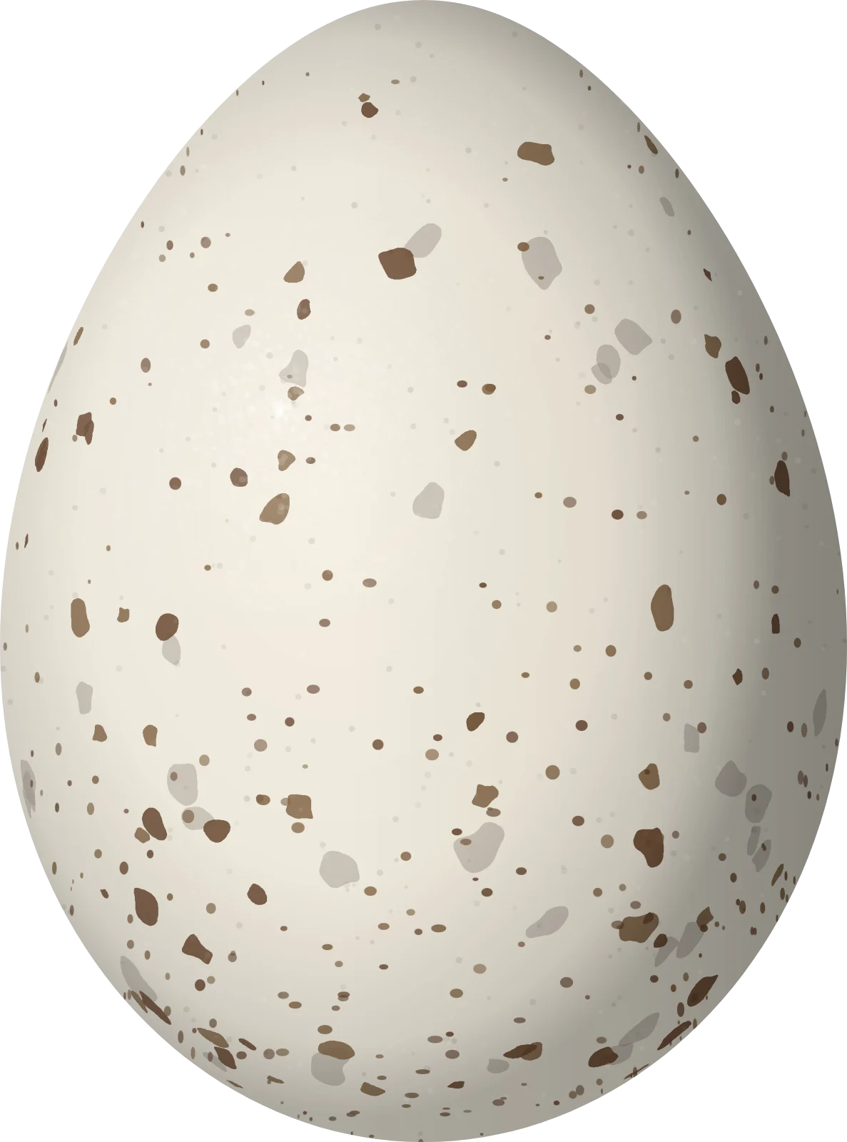 Illustration of a Couch's Kingbird (Tyrannus couchii) egg, 24.8 × 18.4 mm