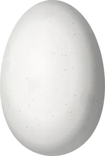 Illustration of a Cozumel Emerald (Cynanthus forficatus) egg, 12.6 × 8.5 mm