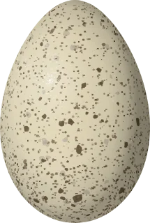 Illustration of a Craveri's Murrelet (Synthliboramphus craveri) egg, 52.37 × 35.21 mm