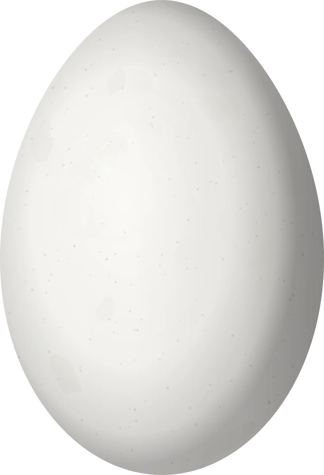 Illustration of a Cream-backed Woodpecker (Campephilus leucopogon) egg, 32.5 × 22.2 mm