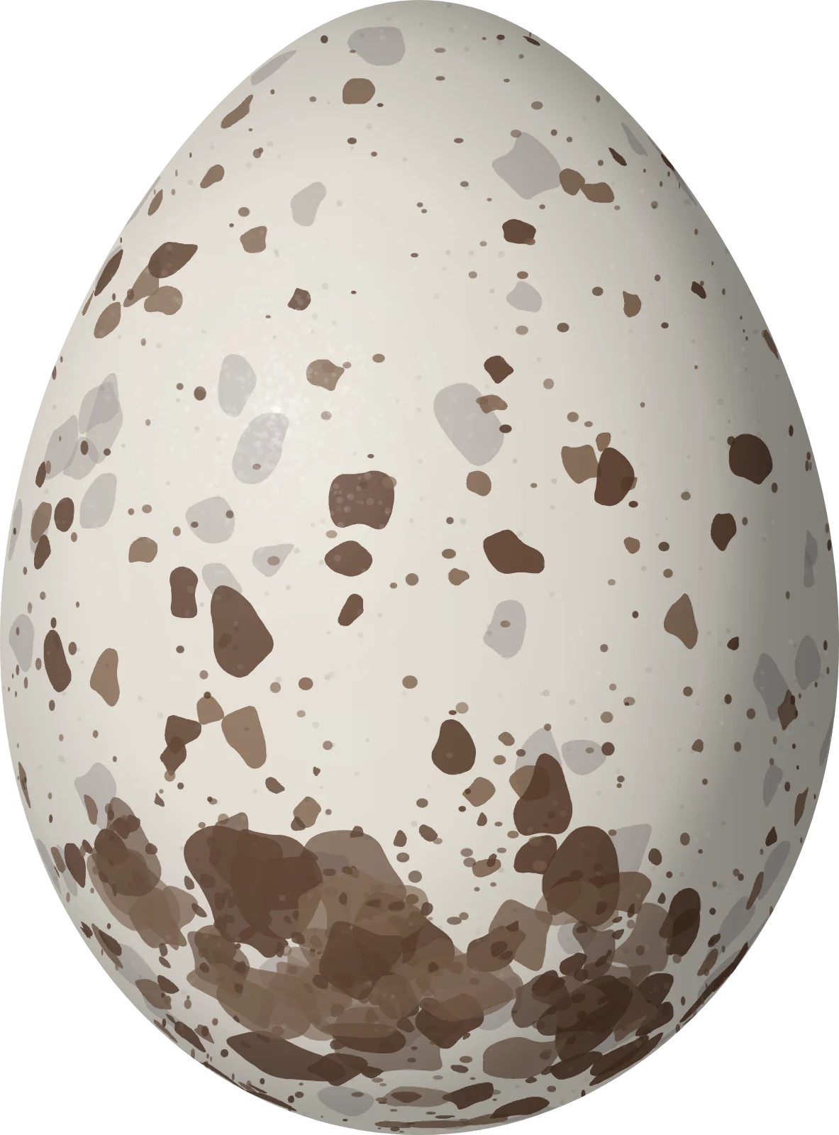 Illustration of a Crested Becard (Pachyramphus validus) egg, 24.35 × 18 mm