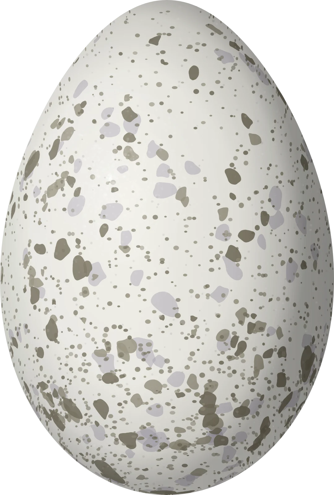 Illustration of a Cuban Crow (Corvus nasicus) egg, 42.7 × 28.8 mm