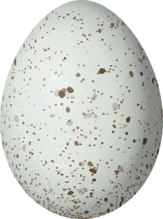 Dark-eyed Junco egg, 19.4 × 14.4 mm