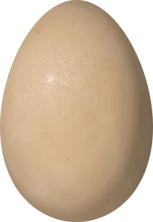 Domestic Chicken egg, 58 × 40 mm