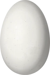 Domestic Goose egg, 81.2 × 54.3 mm