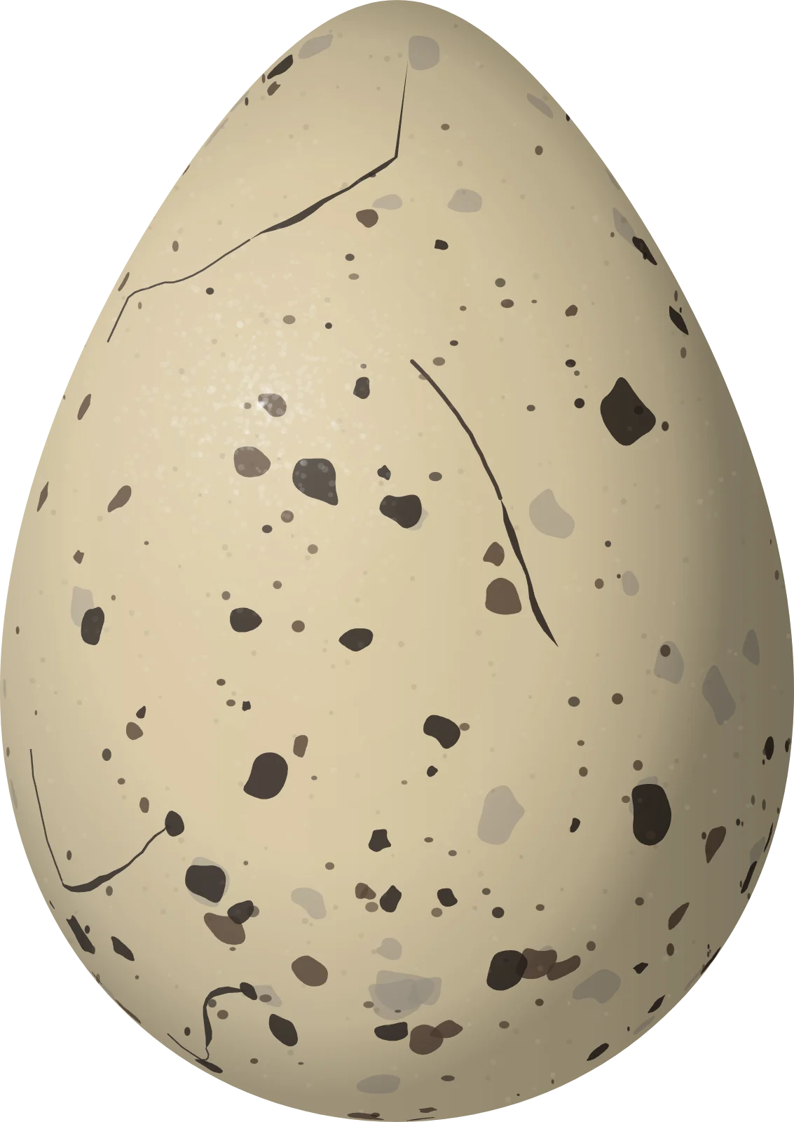 Illustration of a Double-striped Thick-knee (Hesperoburhinus bistriatus) egg, 40.8 × 28.9 mm