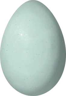 Illustration of a Dovekie (Alle alle) egg, 48.2 × 33 mm