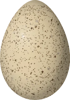 Dusky Grouse egg, 49.7 × 34.9 mm