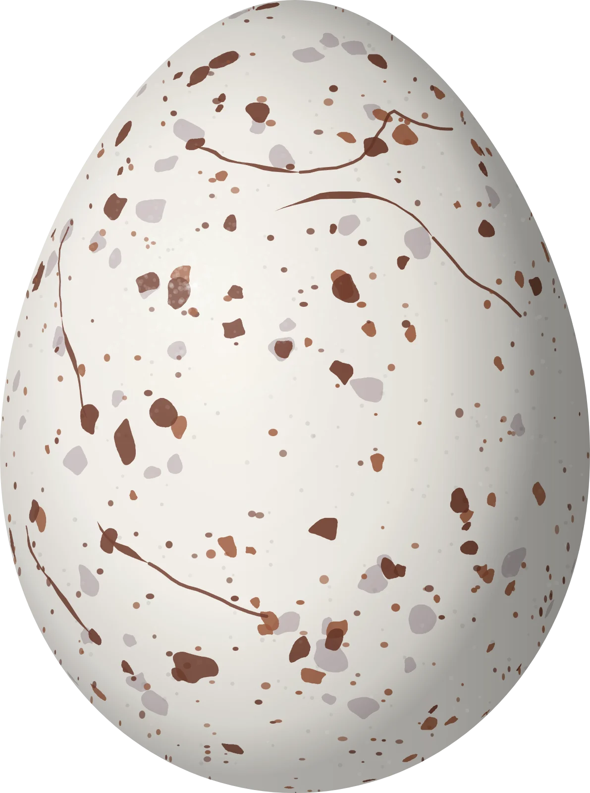 Illustration of a Dusky-tailed Antbird (Drymophila malura) egg, 21.5 × 16 mm