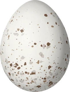 Illustration of an Eastern Chat-Tanager (Calyptophilus frugivorus) egg, 23.5 × 18 mm