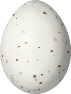 Eastern Phoebe egg, 19.05 × 14.48 mm