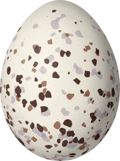 Eastern Wood-Pewee egg, 18.24 × 13.65 mm