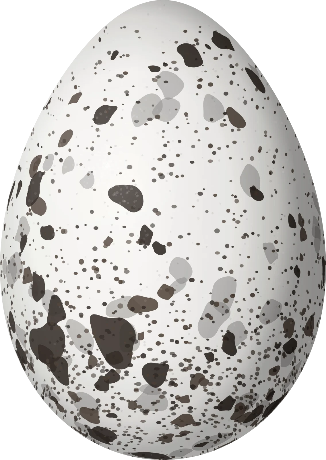 Illustration of an Elegant Tern (Thalasseus elegans) egg, 53.5 × 38 mm