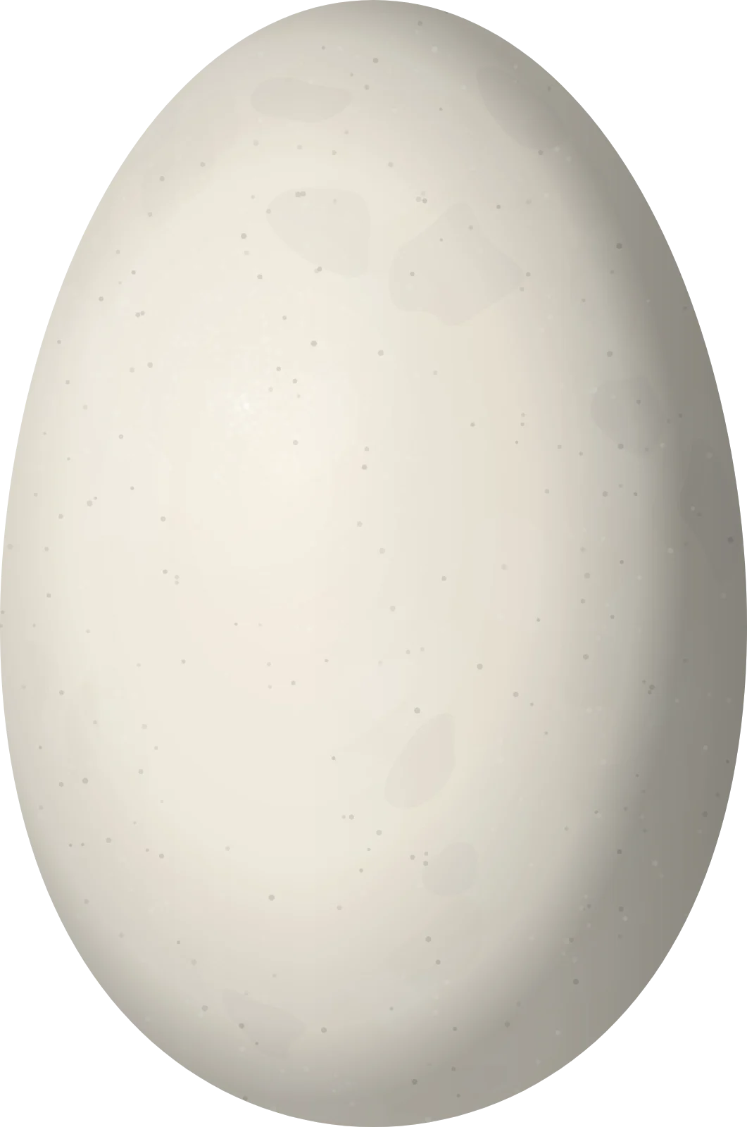 Illustration of an Emperor Goose (Anser canagicus) egg, 78.6 × 52.1 mm